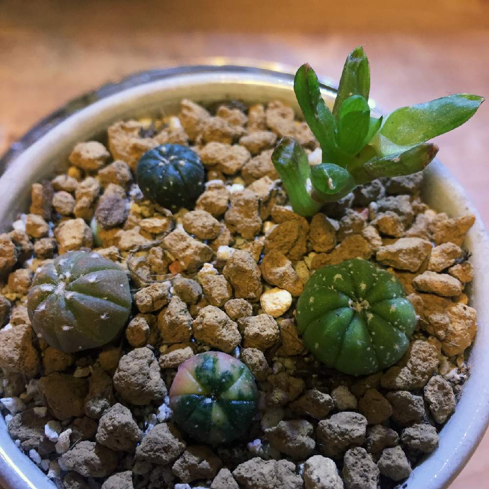 の画像 by くるくるさん | ハオルチアと多肉植物と観葉植物と初心者とお気に入り♡と大好きと植中毒とまんまるとアストロフィツム属とかわいいな♡と斑入り。とトゲなしサボテン