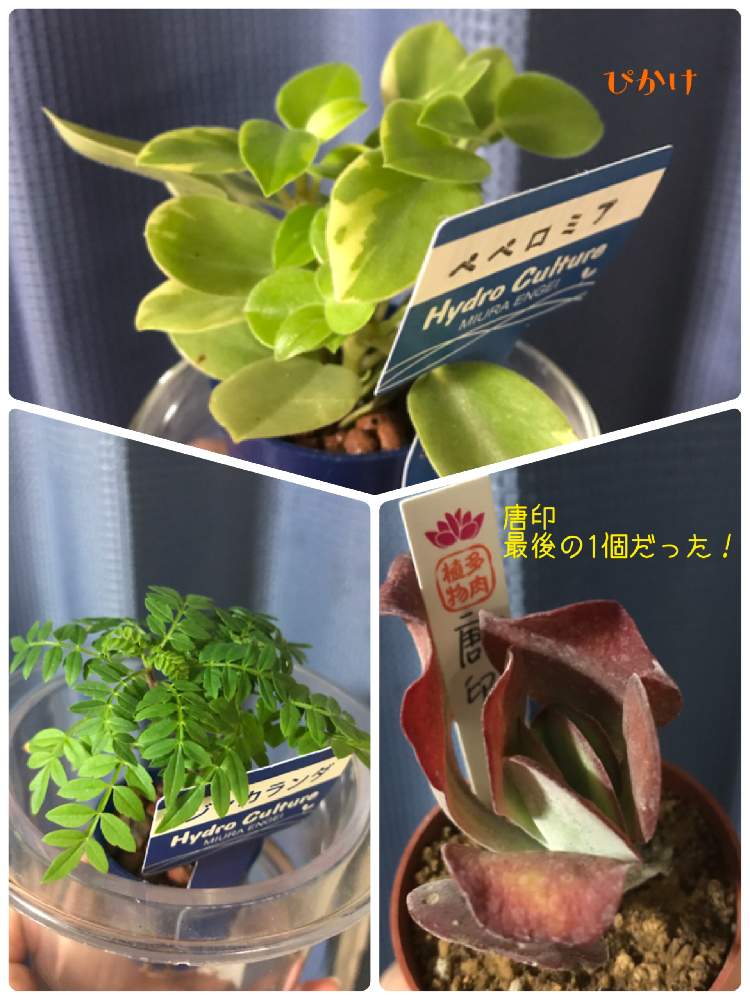 部屋の画像 by ぴかけさん | 部屋とジャカランタと唐印とペペロミアと多肉植物と水栽培とボタニカルライフと癒しと癒しgreenとno green no lifeと植中毒とペペロミア属とタニク初心者とiPhone撮影