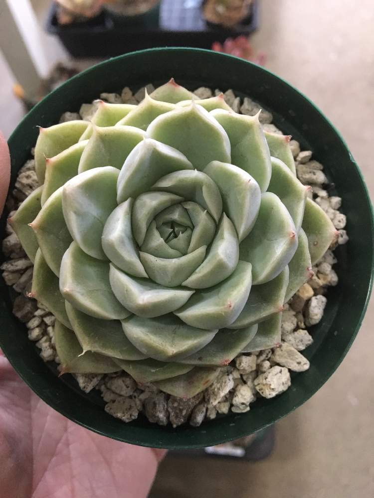 インテリアの画像 by greenjamさん | インテリアと多肉植物と観葉植物とGREEN JAMとfoliageplantと多肉植物のある暮らしと植中毒とエケベリア属と観葉植物のある暮らしと錦玉園と珍奇植物と観葉植物専門店