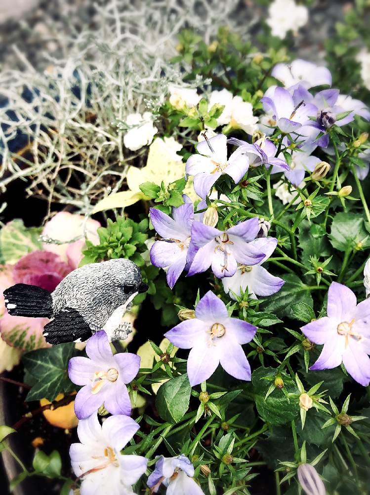 小さな庭の画像 by かおりんさん | 小さな庭と花のある暮らしと観葉植物と寄せ植え