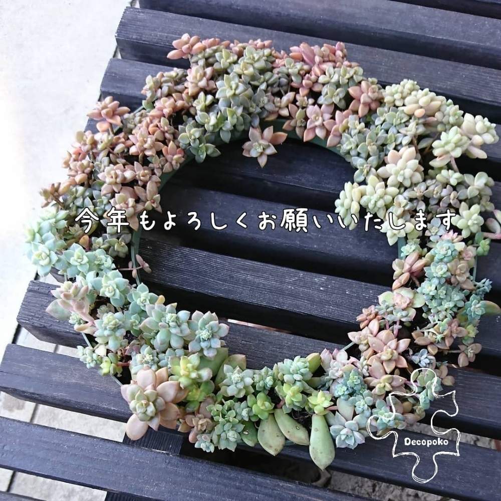 の画像 by Decopokoさん | 多肉植物とミントブルーとブロンズ姫と今年もよろしくお願いしますと癒しとミントグリーンと紅葉する多肉とGS映えと多肉植物寄せ植えと プロリフェラと多肉リース寄せと紅葉(こうよう)と 白牡丹とタニラーと鉢植えと可愛いと花のある暮らしと 姫秋麗と多肉寄せ植え