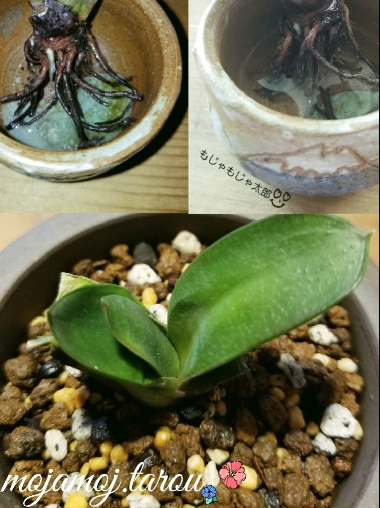棚の画像 by もじゃもじゃ太郎さん | 棚とガステリア 臥牛と臥牛と多肉植物とボタニカルライフと植欲とガステリア臥牛と植中毒とカキコへのときめきと珍奇植物とガステリアとビザールプランツと新根へのときめきと植物棚