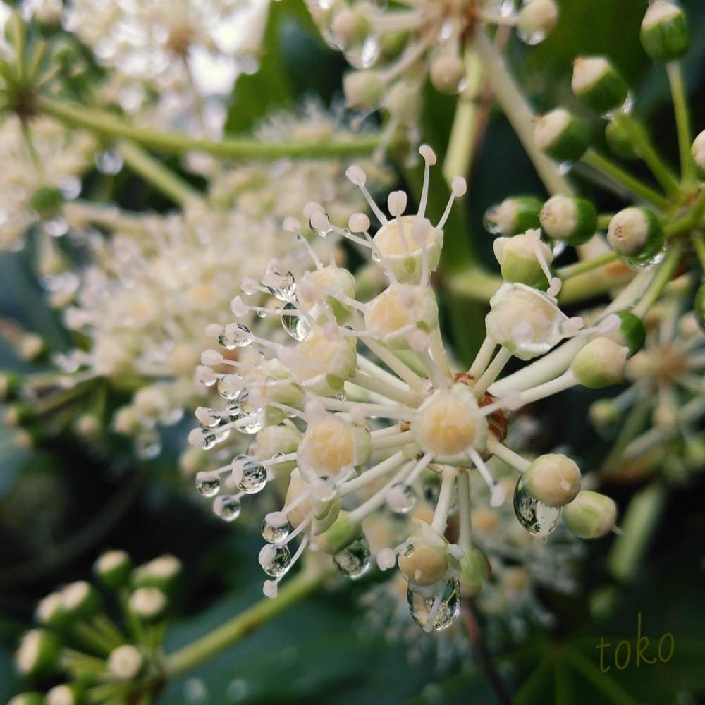 広い庭の画像 by とこさん | 広い庭とヤツデと植物のある暮らしとしずくと常緑樹と北の大地北海道とGS映えと台風21号被災者応援と庭木と雫倶楽部とガーデニング