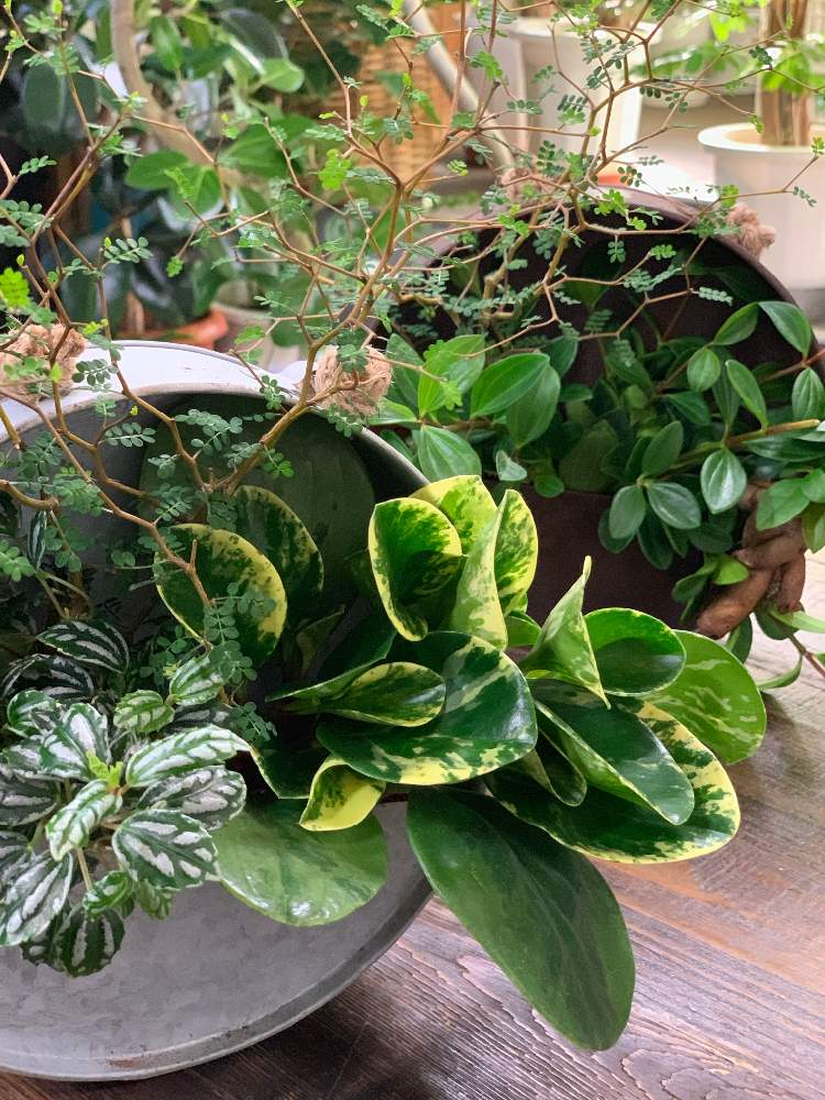 インテリアの画像 by Green Works 懋芽(ボガ)さん | インテリアと観葉植物を楽しむとインドアグリーンと観葉植物と観葉植物の寄せ植えとGS映えと緑のある暮らしとインドアグリーンのある暮らしと観葉植物専門店