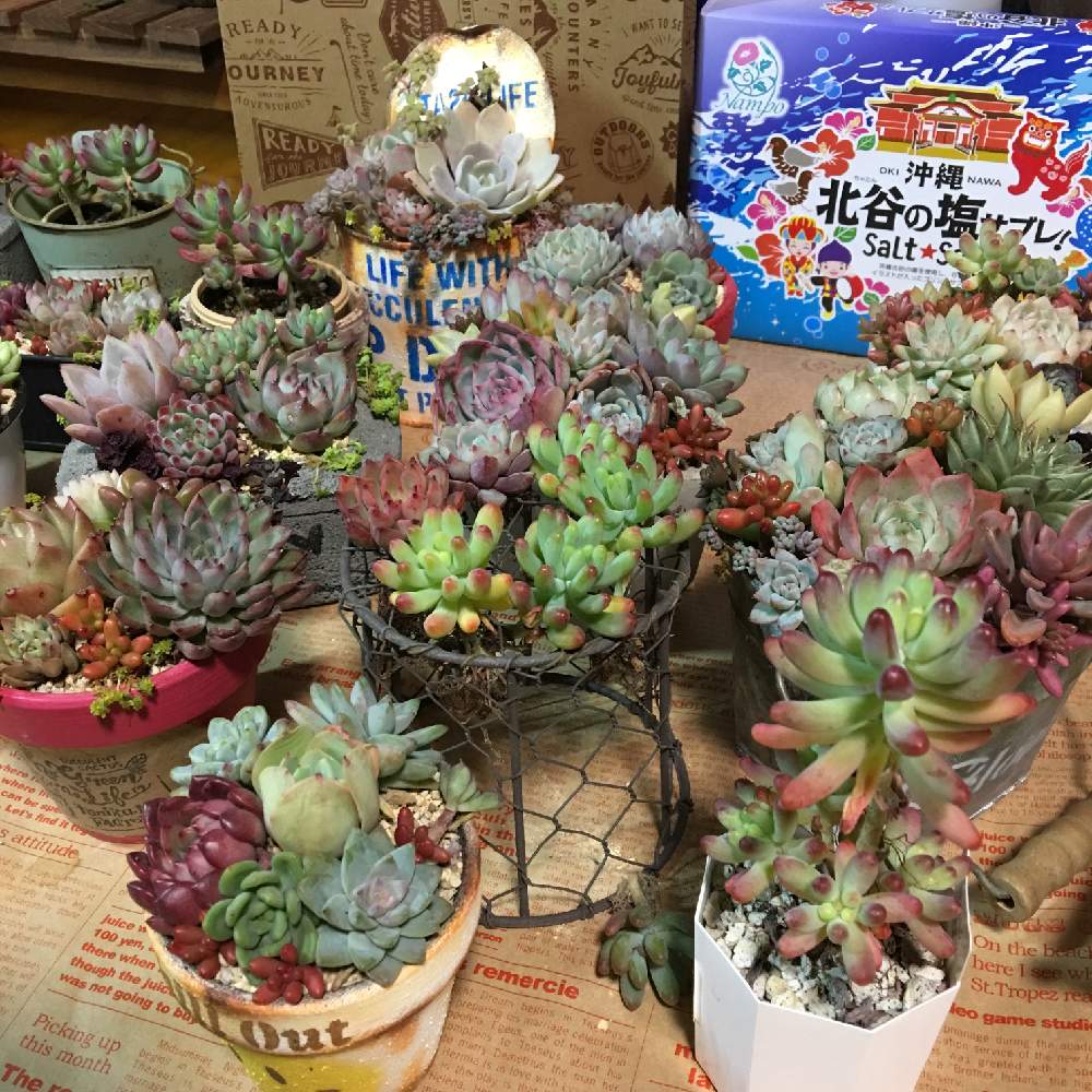 部屋の画像 by ギブソンさん | 部屋と多肉植物とボタニカルライフとトロピカルガーデン苗と多肉大好きと寄せ植えと多肉お一人様とGS映えと多肉植物寄せ植えとGS日和と植中毒とギブソン多肉日記と多肉女子とタニラーと花のある暮らしとジャンクガーデンと我々リメキチ倶楽部とかわいいな♡とタニク初心者とbizarre苗とGS植物うちなーぐち会