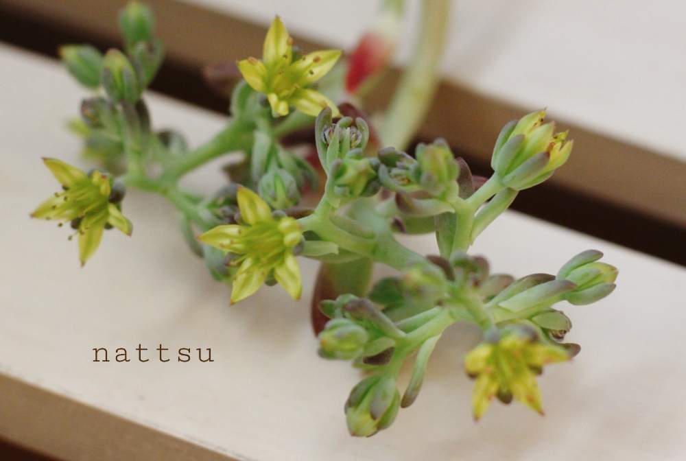 の画像 by nattsuさん | 秋麗とシュウレイと多肉植物と多肉大好きと癒しとGS映えとGS日和といやされるとタニク初心者と多肉初心者