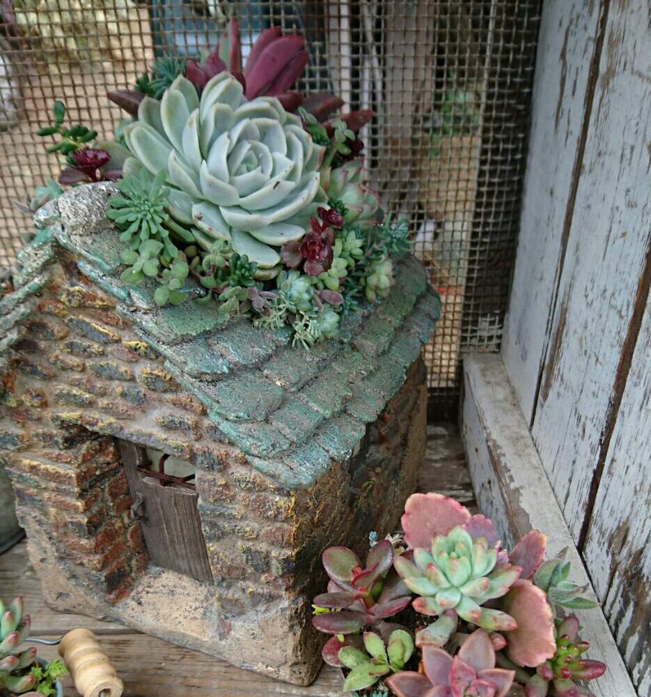 お出かけ先の画像 by Humming Garden♪さん | お出かけ先とハンギングバスケットと寄せ植えと多肉植物寄せ植えとナチュラルガーデンとベランダガーデンとイベント出店とお花の寄せ植えと今日のお花とコンテナガーデンと庭仕事とガーデニングとアウトドアリビングと花の寄せ植え