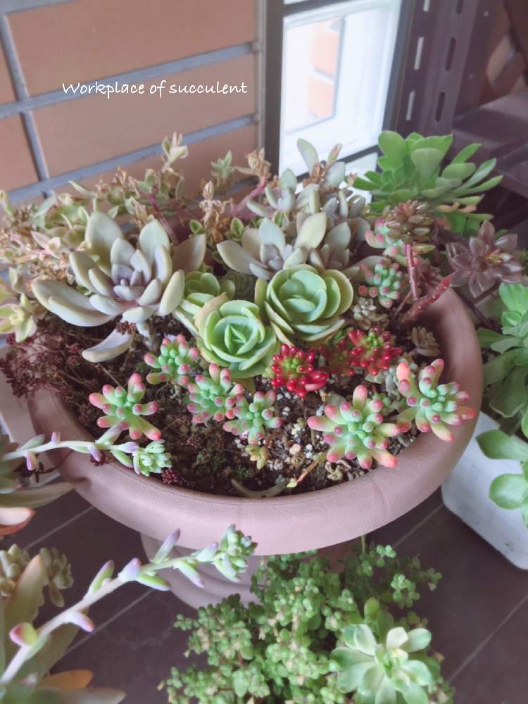 玄関の画像 by くみさん | 玄関とセダム属と多肉植物と観葉植物と植物のある暮らしと多肉大好きと寄せ植えと癒しとGS映えとGS日和と植中毒と今日の一枚と今日のお花とエケベリア属と多肉女子とタニラーと可愛いとガーデニングと花のある暮らしとかわいいな♡と多肉寄せ植え