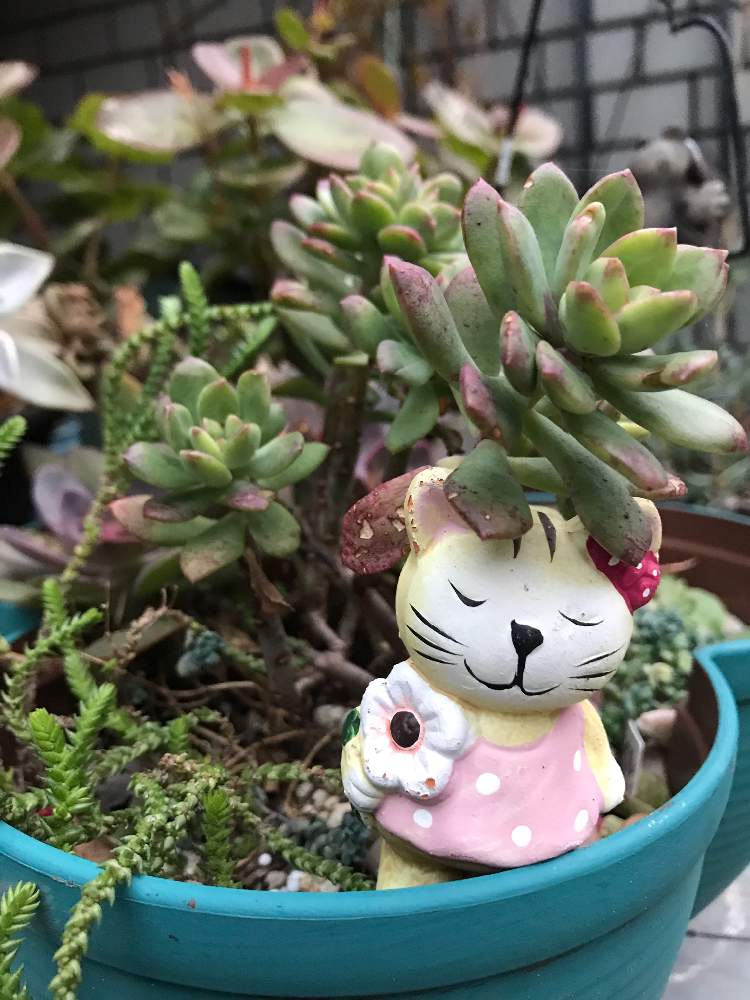 小さな庭の画像 by ちゃぴ丸さん | 小さな庭と多肉植物とネコのいる暮らしとふゆとネコ好きとエケベリア ミニベルと可愛いと多肉多肉多肉