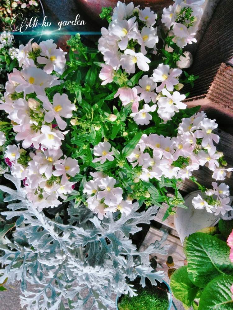 玄関の画像 by みーこさん | 玄関とよせ植えと植物のある暮らしと癒しとネメシア☆と綺麗と可愛いとガーデニングと花のある暮らし