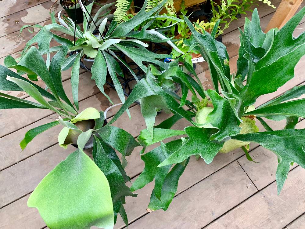 インテリアの画像 by Flower Villageさん | インテリアと観葉植物を楽しむと コウモリラン とコウモリラン アルシコルネと観葉植物と植物男子と園芸店と ビカクシダとGS映えと植中毒とフラワービレッジとビフルカツムとプラティケリウムと植物女子と観葉植物のある暮らしとガーデニングと珍奇植物と花のある暮らしとflowervillageとビカクシダ属とインテリアグリーン