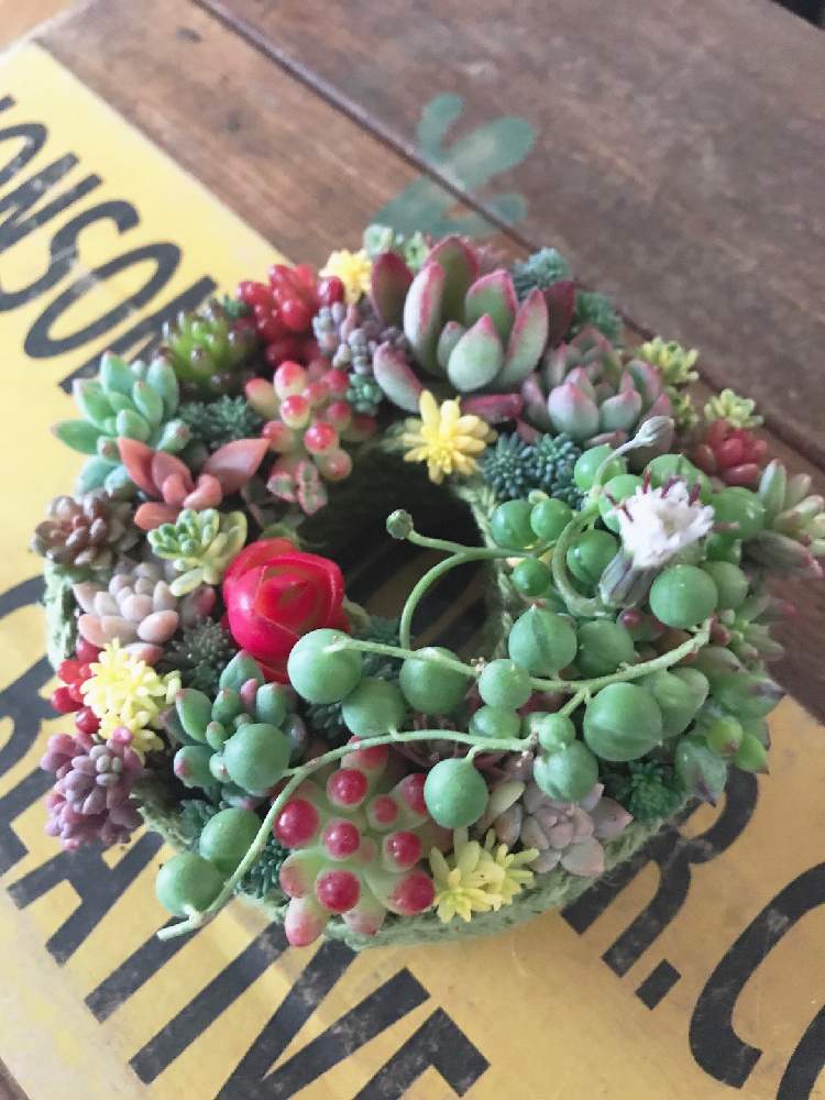 部屋の画像 by tomotomoさん | 部屋とお正月寄せ植えとGS本に載るのが夢と寄せ植えと愛知多肉の会とGS映えと多肉のある暮らしと植中毒とおたから博と多肉女子と『冬だって多肉』フォトコンテストとタニラーとおたから工房と可愛いとかわいいと多肉寄せ植えとタニク初心者と多肉初心者とsucculentとちまちま寄せ
