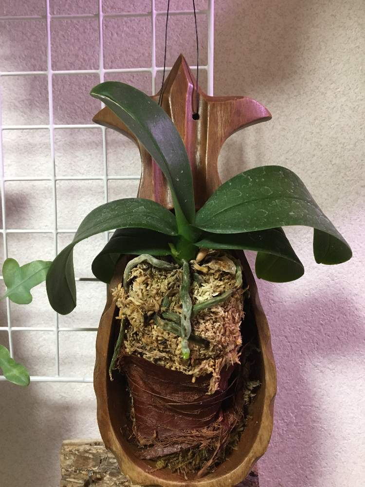 部屋の画像 by jokerさん | 部屋とコチョウランと着生植物と植中毒と緑のある暮らしと世界らん展フォトコンテストと成長記録