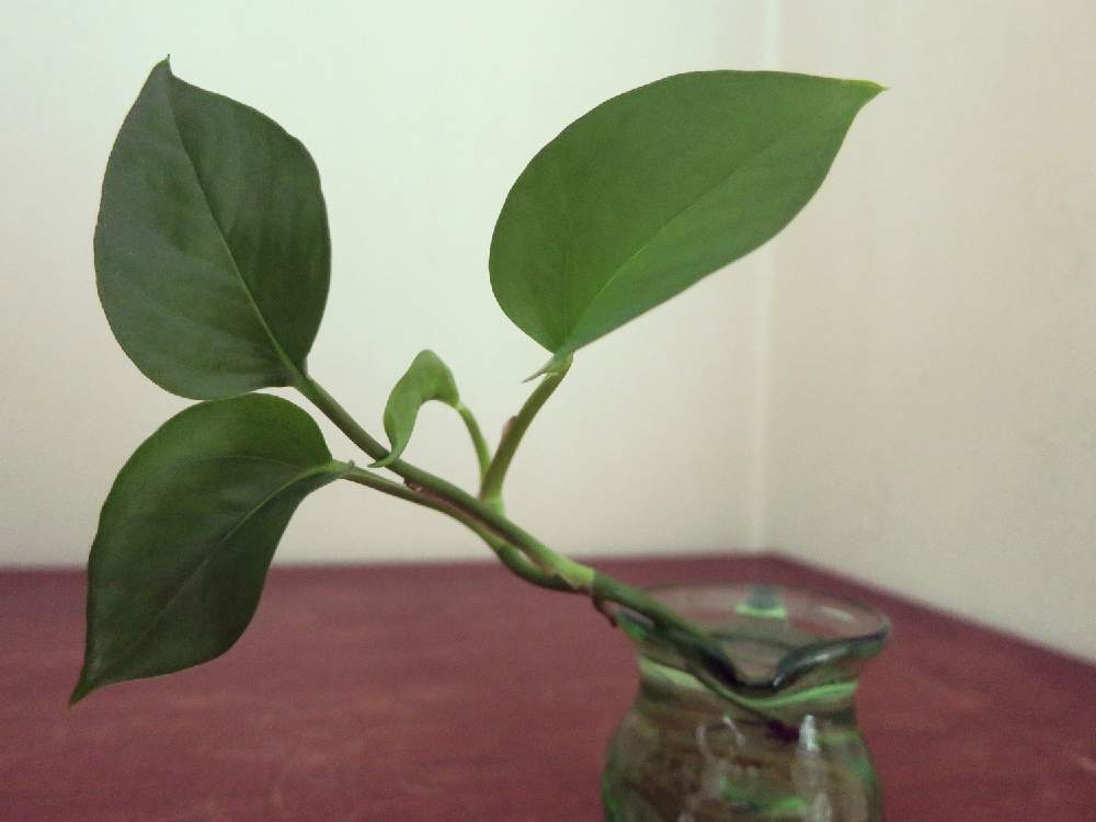 棚の画像 by muuufkrさん | 棚とポトスと観葉植物と植物のある暮らしとボタニカルライフと冬越しと水挿しとポトス♪とGS日和とno green no lifeと緑のある暮らしと自己流とポトスパーフェクトグリーン。と美しいと成長記録と春ょ来いと葉っぱアートと癒しのひと時