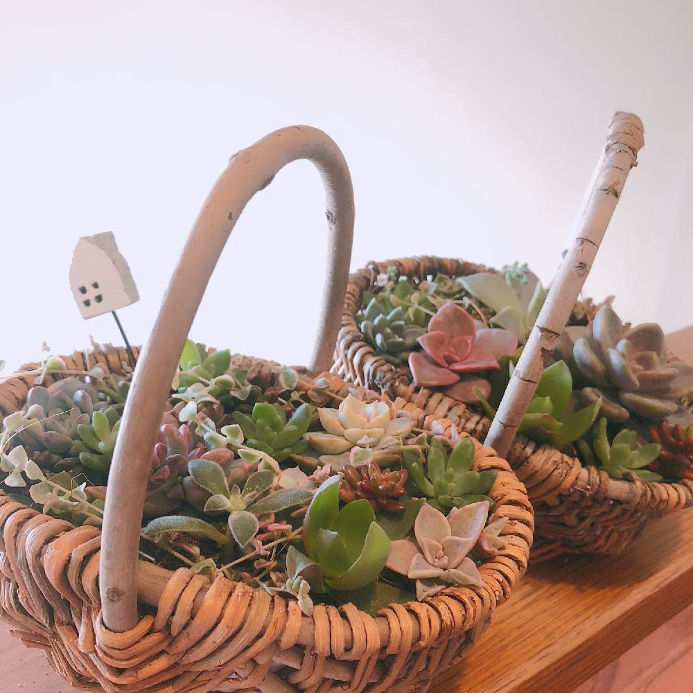 階段/廊下の画像 by wakoさん | 階段/廊下と多肉植物の寄植えと多肉と多肉植物とバスケットと多肉植物寄せ植えとカゴ寄せと『冬だって多肉』フォトコンテストと花のある暮らしと多肉寄せ植えと多肉かご寄せ