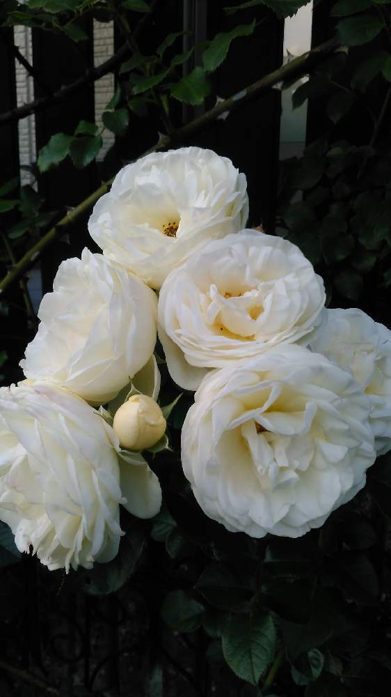 小さな庭の画像 by ねいおみさん | 小さな庭と☆薔薇 アルテミスとばら バラ 薔薇とアルテミスとバラが好きと花のある暮らしとバラ・ミニバラと花が好きと白色植物コンテスト2019