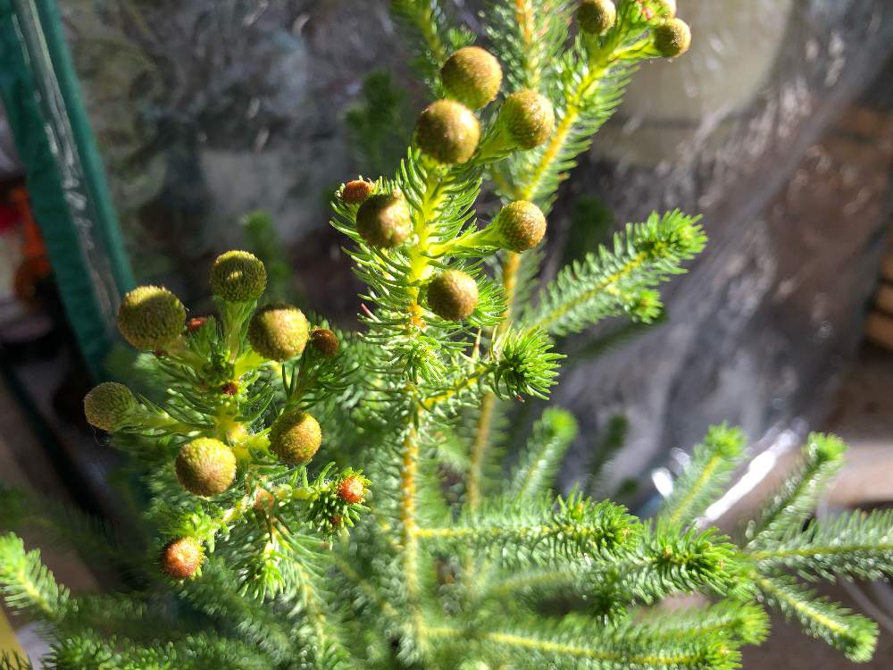 の画像 by zukoさん | バーゼリアと植物のある暮らしとアップ写真とGS映えと植中毒とお庭と暮らすとgreen green greenと癒され風景とタニラーと成長記録とナチュラルスタイルとガーデニングと珍奇植物と花のある暮らしとおうちで自然を感じるとインテリアグリーンとバルコニスト