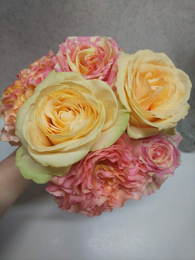 キッチンの画像 by くましさん | キッチンと薔薇愛同盟とラカンパネラ バラとバラ フィスタとピーチアバランチェとバラ好きと北海道と切り花