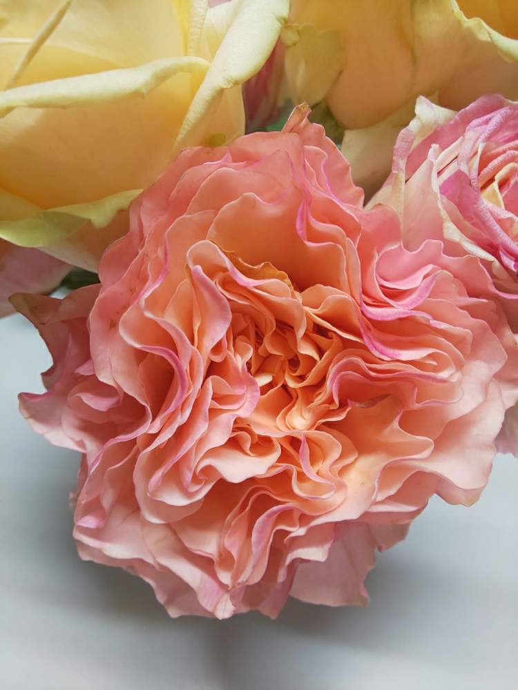 キッチンの画像 by くましさん | キッチンとラカンパネラと薔薇愛同盟とラカンパネラ バラと夜勤明けの独り言とバラ好きと北海道と切り花とラ ・カンパネラ
