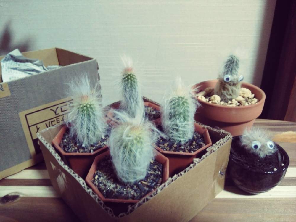 お出かけ先の画像 by やせすぎーさん | お出かけ先と草笛光子と観葉植物と老楽!とGS映えと大量とサボテン!と多肉植物!と珍奇植物と花のある暮らしと多肉植物、