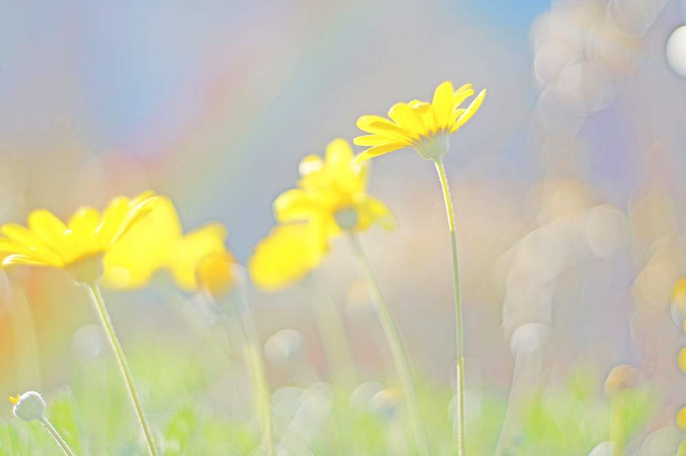 お出かけ先の画像 by ゆーのさん | お出かけ先と色が素敵とお花を楽しむと心落ち着くとオールドレンズとアップ写真とGS映えとマクロ撮影と今日の一枚と優しい色の花と癒され風景と花のある暮らしとお花といやされると写真好きな人と繋がりたいと ユリオプスデージーとふんわり