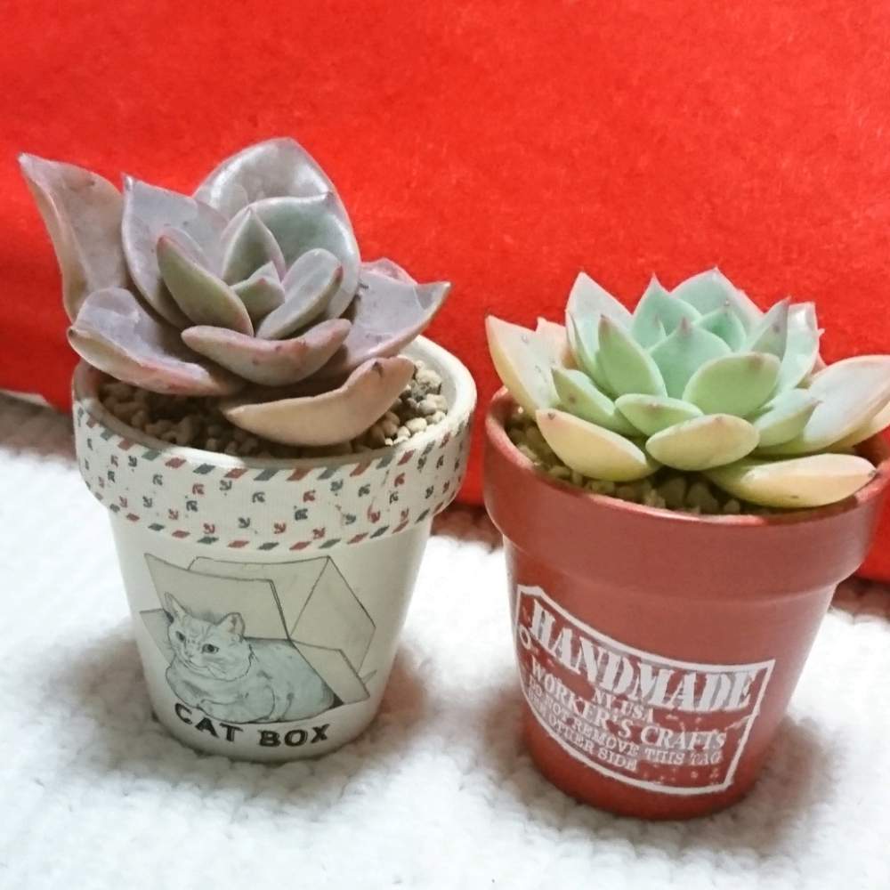 部屋の画像 by キンエボシさん | 部屋と聖夜の薔薇とバイネシーとメル狩り!とお気に入り♡と植中毒とリメ鉢と作ってみました。とエケベリア属と可愛いとDAISOとグラプトベリア属
