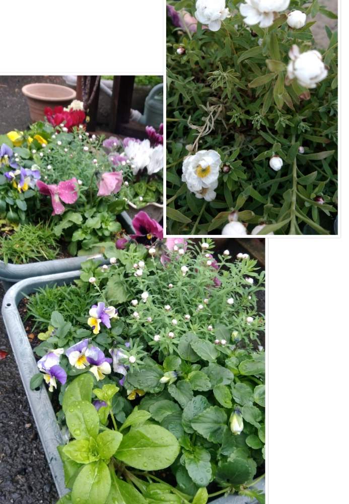広い庭の画像 by Qooさん | 広い庭とパンジーの寄せ植えとありがとうと綺麗な花とビオラの寄せ植えと花のある暮らし