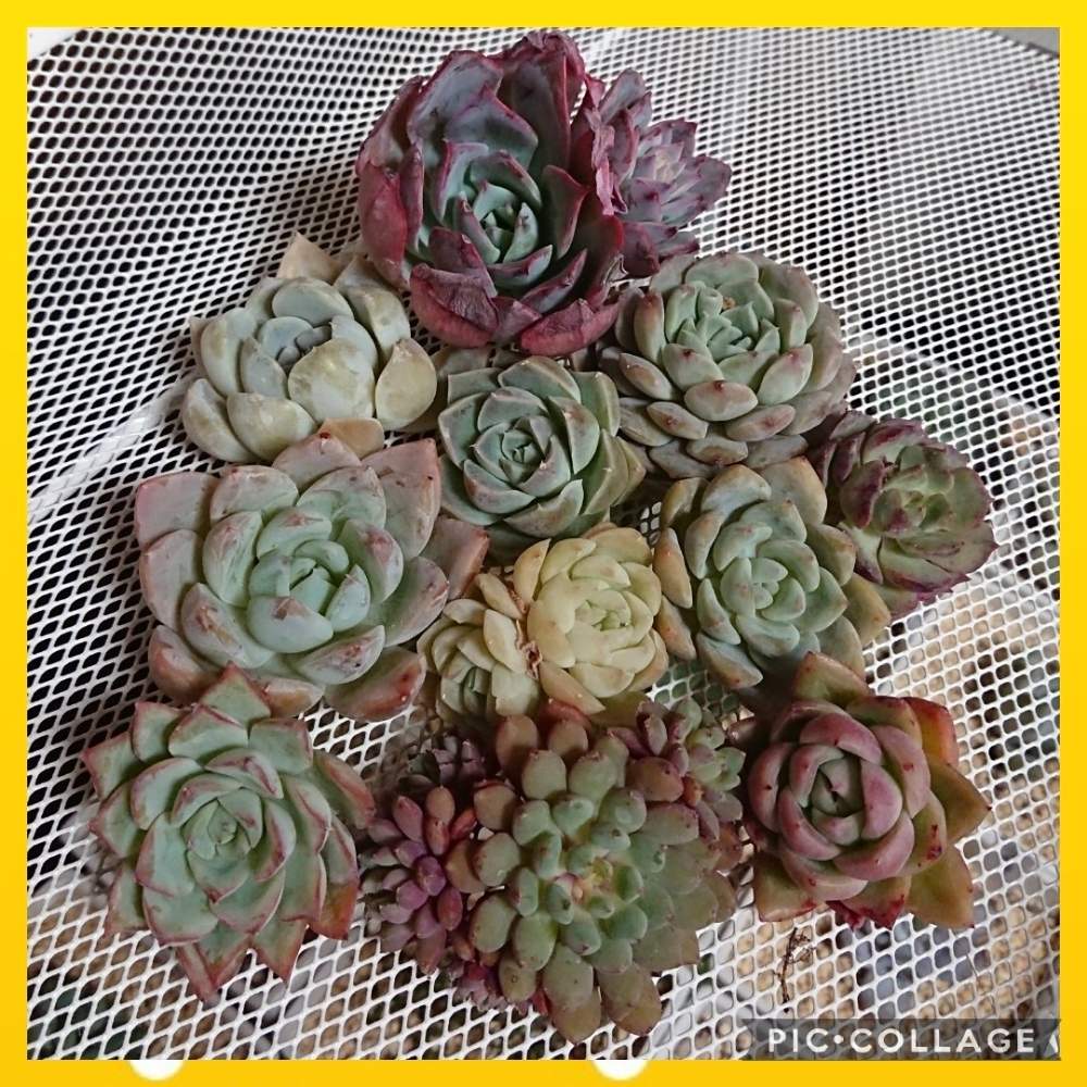 の画像 by *sunny*さん | pikachuとRasberry×topazとLau030×RundelliとPoldensis×peacockiiとMexican giant hybとAmestalとHytosaと愛*とSahara*とAblacaとlaurensis×canteと成長が楽しみとたのしみ~と大好きと心ほっこりときれいと植中毒とタニラーとトロピカルガーデン福袋といやされるとかわいいな♡とトロピカルガーデン埼玉