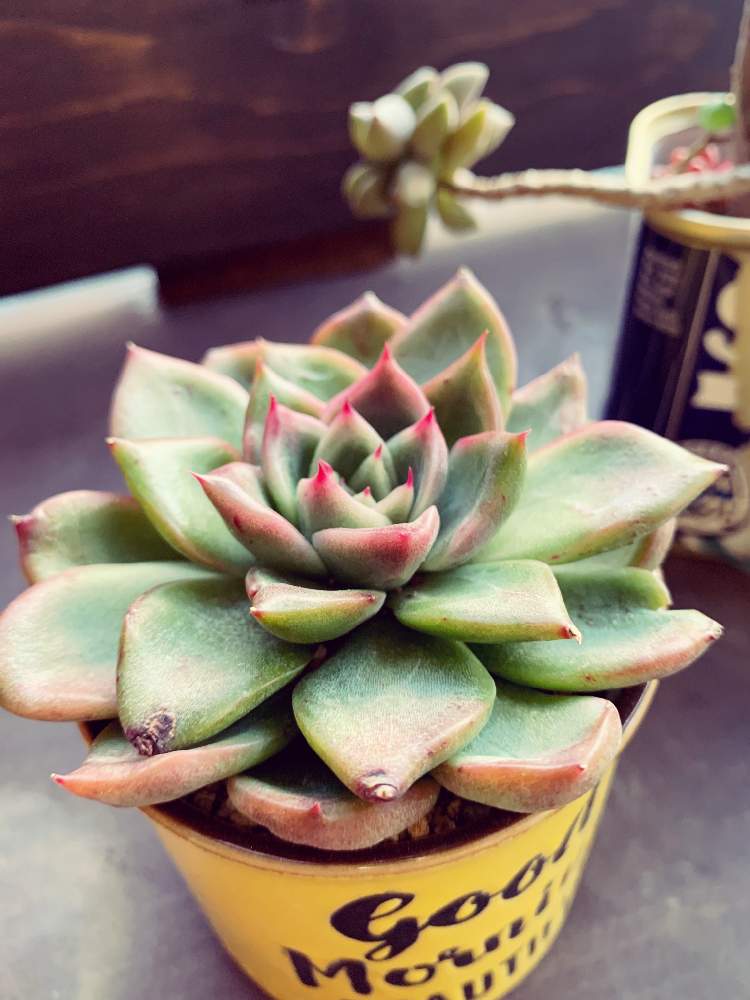 バルコニー/ベランダの画像 by nomoreflowerpotsさん | バルコニー/ベランダと多肉植物と植中毒と小さな庭からと多肉棚とアウトドアリビングとタニク初心者とバルコニスト