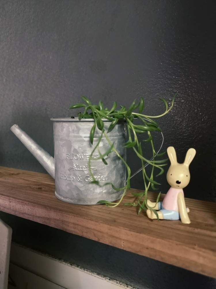 窓辺の画像 by Hachiさん | 窓辺とグリーンネックレスと花のある暮らしと多肉植物と窓辺の植物たちとプチプラと100均