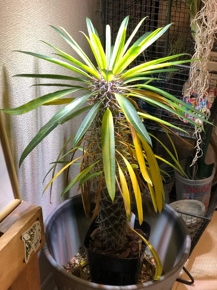 の画像 by 大黒天さん | パキポディウム・ラメリーとボタニカルライフと植物棚DIYと初心者とplantBASEと育て方教えてと相談とパキポディウム ラメリーと多肉植物とサボテンと珍奇植物とバルコニストと植物棚