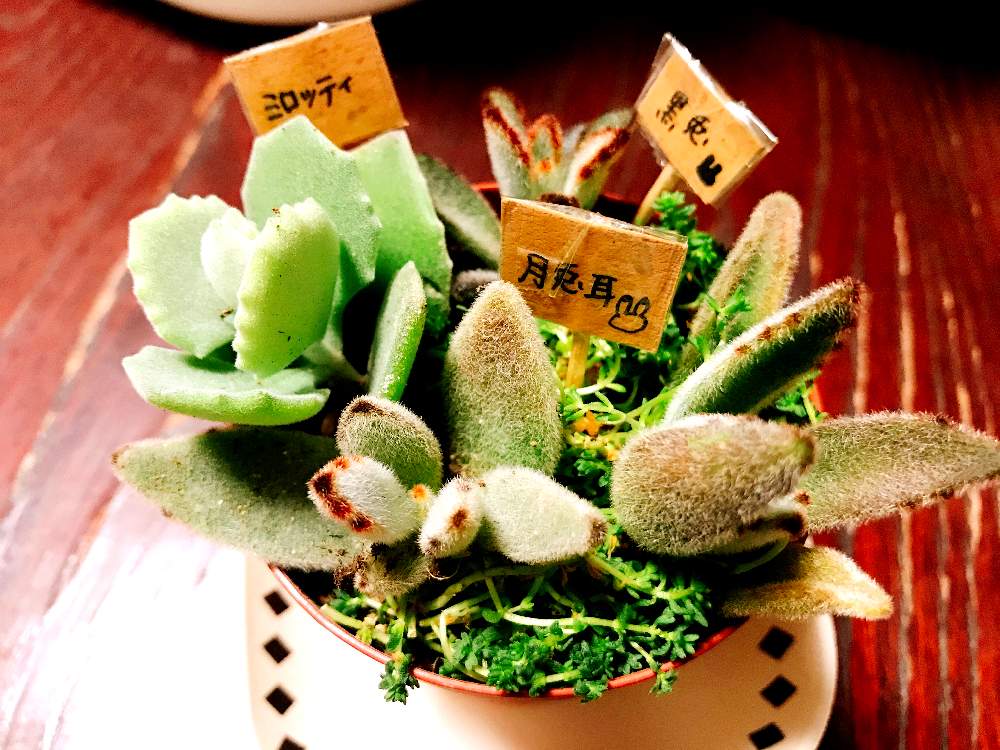 部屋の画像 by ぴぺさん | 部屋と多肉植物達と月兎耳と 黒兎と多肉植物とカランコエ ミロッティと多肉寄せ植え