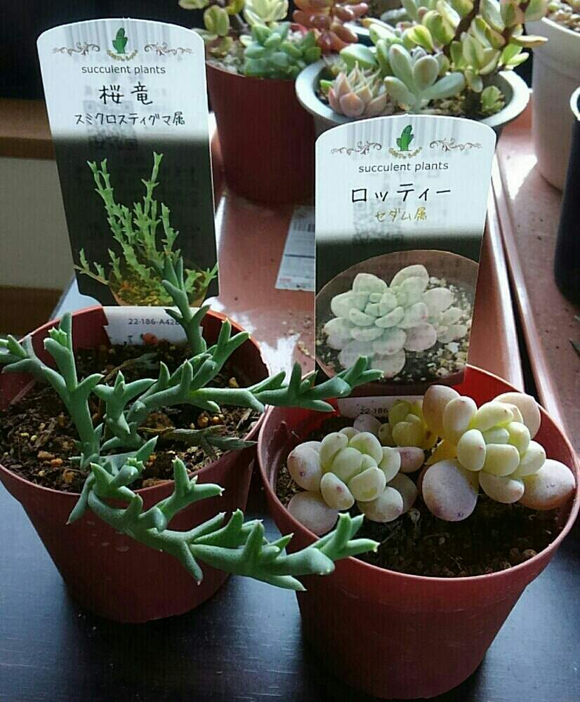 窓辺の画像 by ひよこ先生さん | 窓辺とロッティと桜竜と岩手県と室内管理とホーマック