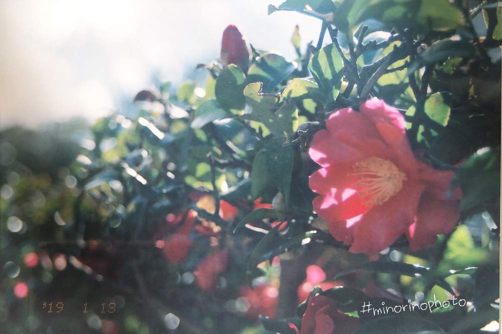 お出かけ先の画像 by richrichさん | お出かけ先と名前を教えて!とminorinophotoと写真と素敵な休日とMINOLTAと一眼レフと植物とfilmとまだまだ初心者と太陽の光を浴びてと玉ボケと兼六園