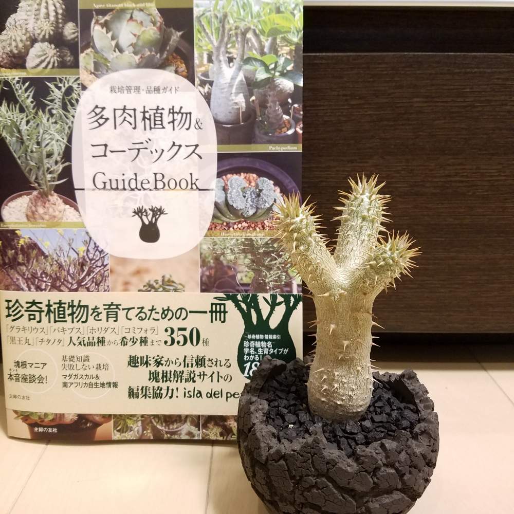 部屋の画像 by まなぶさん | 部屋とオトメンズと多肉植物と多肉男子と植物のある暮らしと多肉大好きとパキポンと植欲旺盛と多肉関連書籍とコーデックスとCaudexと植中毒と今日の一枚と塊根植物と埼玉タニラーとPachypodium
