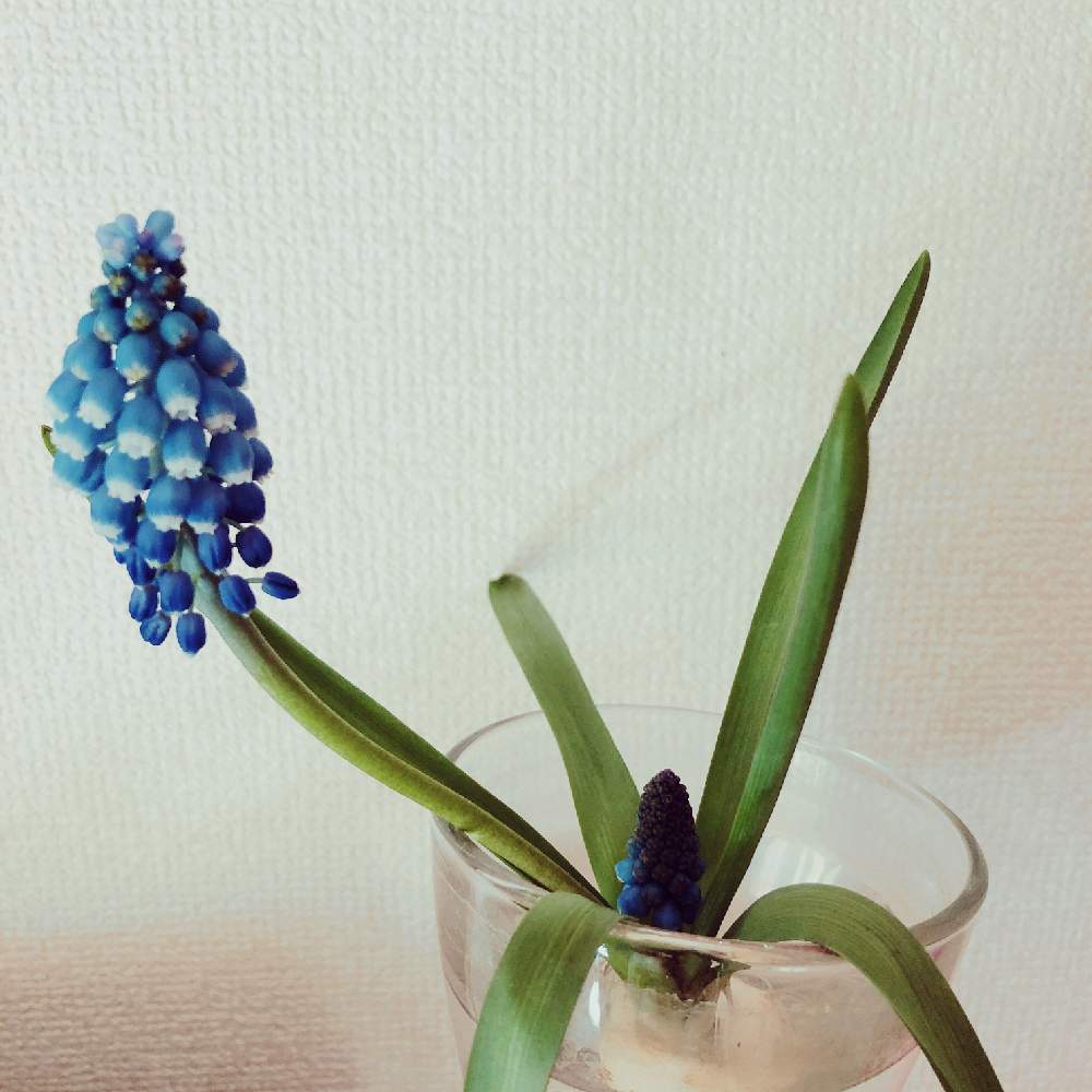 の画像 by すぅさん | 花のある暮らしと植物だいすき