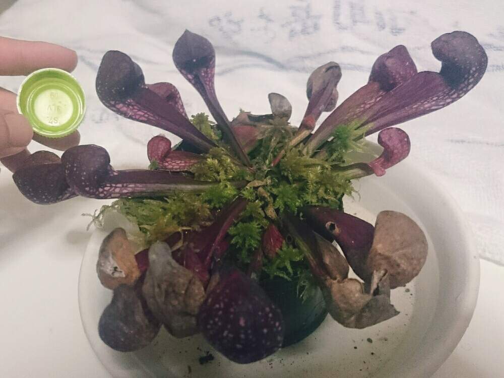 部屋の画像 by sword-tさん | 部屋とサラサニア プシタシナとサラセニア、とボタニカルライフと食虫植物とプシタシナーとGS映えとGS日和と植中毒と私は、虫と食虫毒とサラセニアと珍奇植物とがばいと食虫植物 サラセニアとプシタシナ愛好会とサラリーマン編とサラセニア科と食虫植物広め隊