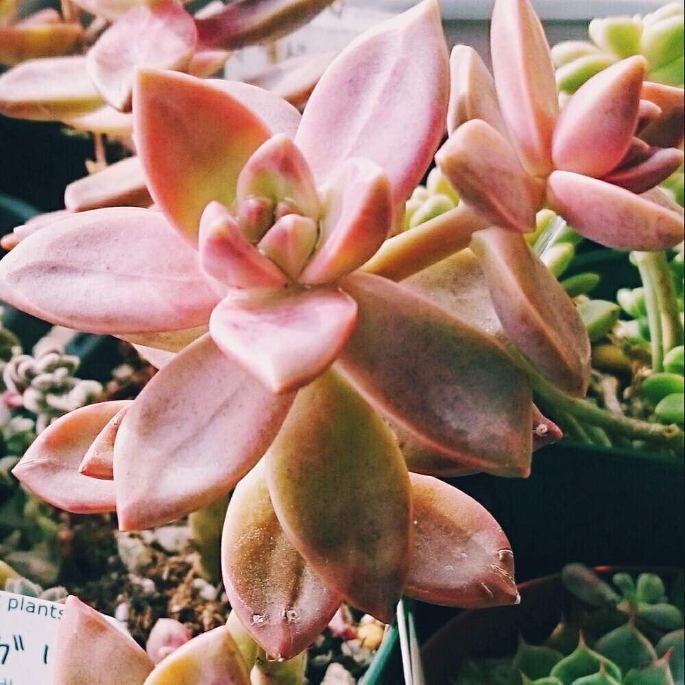 の画像 by ひろさん | 多肉植物とHTCと屋外放置組とカルフォルニア サンセットと冬越しと富山支部と野ざらし放置組合員とたに倶楽部と寒い朝と可愛いと木立ち組合員とかわいいな♡と美味しい色と色あざやかと雪はどこ?