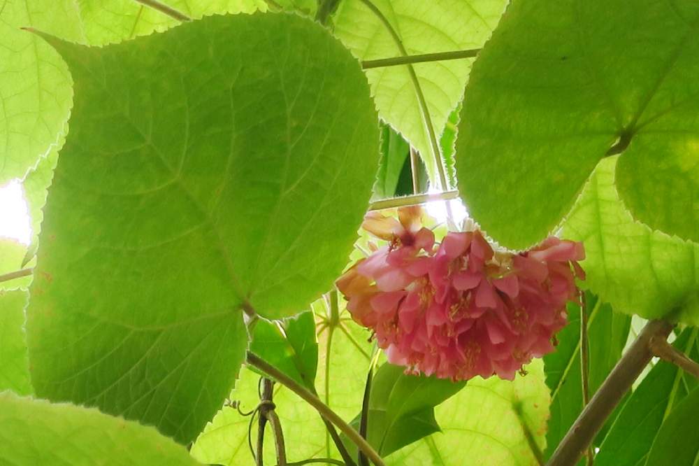 お出かけ先の画像 by BlauLeafさん | お出かけ先とドンベヤ ウォリッキーと千葉多肉会と千葉県とアオギリ科とドンベヤ属と㊗️二周年記念投稿とGS映えとGS日和と千葉市花の美術館と花のある暮らしと熱帯植物と千葉タニラー