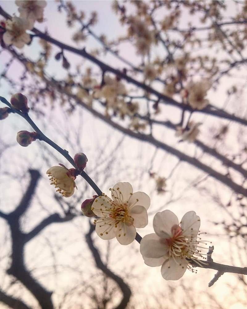 お出かけ先の画像 by cherry♥sageさん | お出かけ先とウメとお写んぽとGS映えと綺麗と綾南公園と散歩道といい香りと白い花とお散歩とかわいいな♡とボタニカルスポット2019冬と空を見上げて