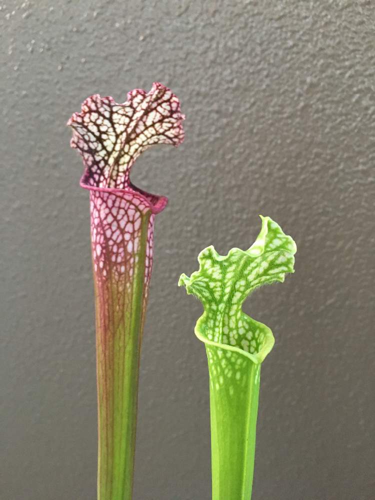 バルコニー/ベランダの画像 by コウさん | バルコニー/ベランダとサラセニア属と寒さに負けないと植物男子と駄温鉢と来春が楽しみとサラセニア 交配種と植中毒と不思議とサラセニアと珍奇植物と花のある暮らしと食虫植物 サラセニアとベランダーとサラセニア科