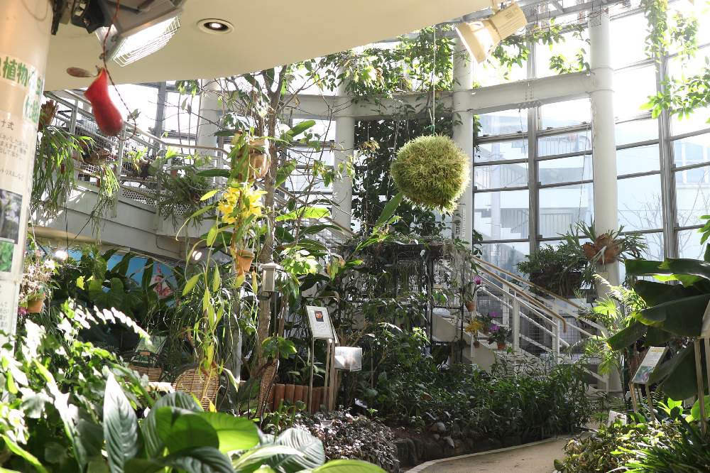 お出かけ先の画像 by aliceさん | お出かけ先と植物と渋谷区ふれあい植物センターと植中毒とナチュラルと温室と癒されると信楽狸倶楽部ともうすぐ春と花のある暮らしと9月生まれ♡とかわいい