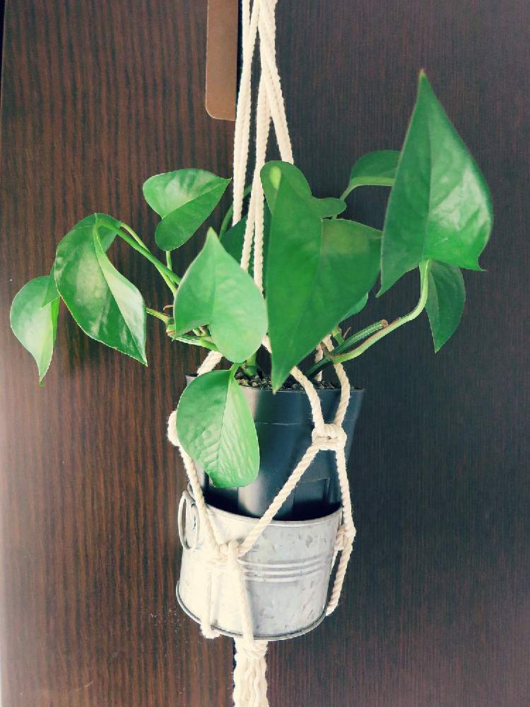 部屋の画像 by muuufkrさん | 部屋とポトスと初心者ですと観葉植物と植物のある暮らしとグリーン!グリーン!グリーン!と室内組と心落ち着くと綺麗なミドリと挿し木とGS日和とno green no lifeとつる性植物とgreen green greenとミドリと自己流とポトスパーフェクトグリーン。と美しいと成長記録と吊り鉢と癒しのひと時