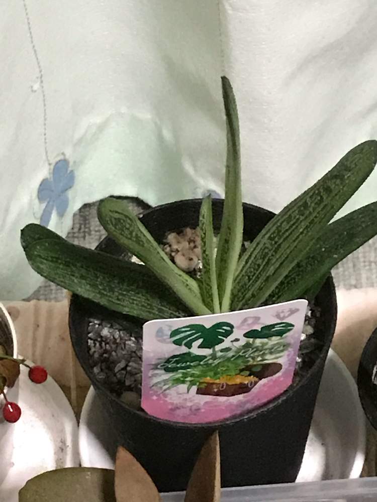部屋の画像 by ⌘クルクミン⌘さん | 部屋とガステリアドラゴンスキンと多肉植物とTANIKU部と植物初心者と多肉大好きと東北多肉植物委員会とGS映えとGS日和と植中毒と多肉女子とコメリとタニラーとコメリPlantと珍奇植物とフォロー自由と多肉初心者と多肉多肉多肉と多肉植物 多肉の有るくらし
