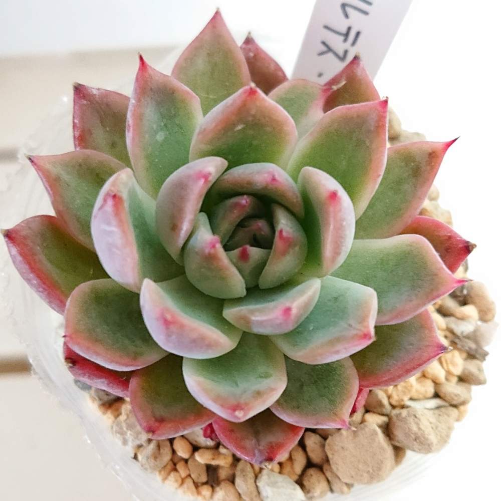 和室の画像 by Re:さん | 和室とコルテスと多肉植物と雪降ってますと植中毒と多肉一年生と広島タニラーとエケベリア属と多肉好きとタニラーとパクさん苗と広島と多肉初心者と広島たにらーとバルコニスト
