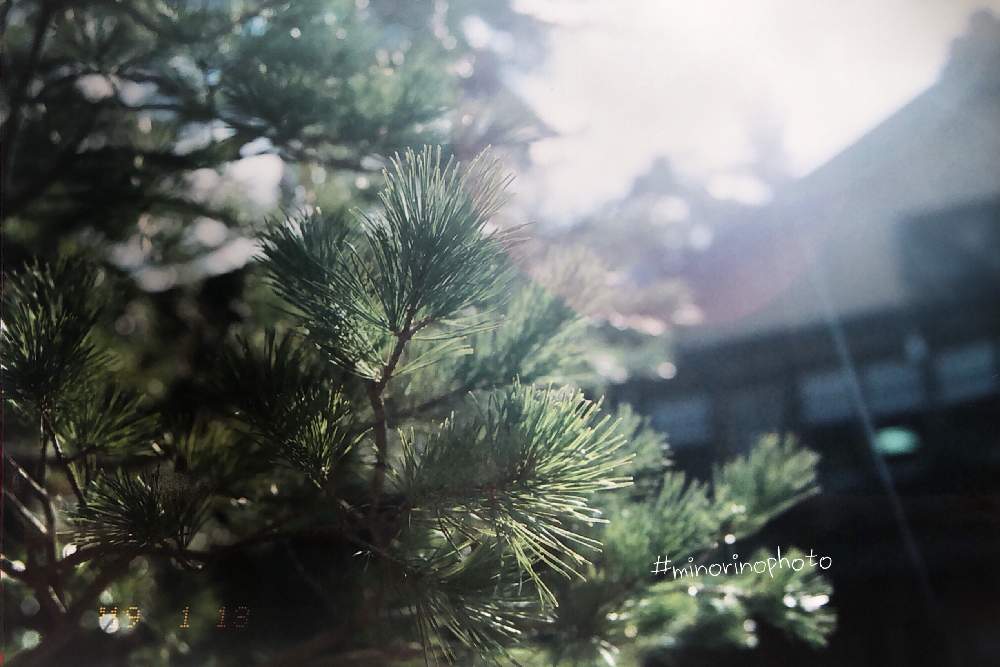 お出かけ先の画像 by richrichさん | お出かけ先と名前を教えて!とminorinophotoと写真とMINOLTAと一眼レフと植物とfilmとまだまだ初心者と太陽の光を浴びてと兼六園