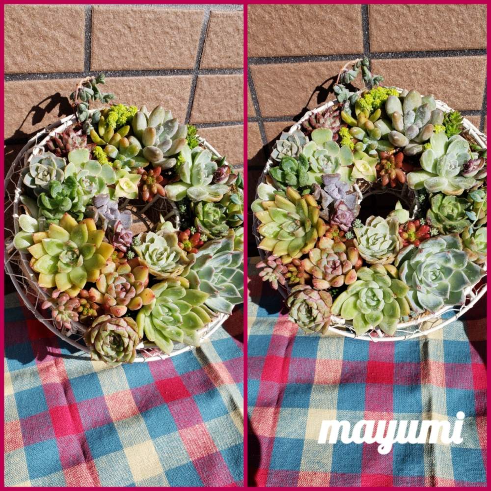 窓辺の画像 by たきぱさん | 窓辺と多肉植物とカット苗と初心者ともりもり多肉とTA29と多肉狩り✨と多肉女子とリースとタニラーとpppと花のある暮らしとかわいいと静岡と多肉寄せ植え