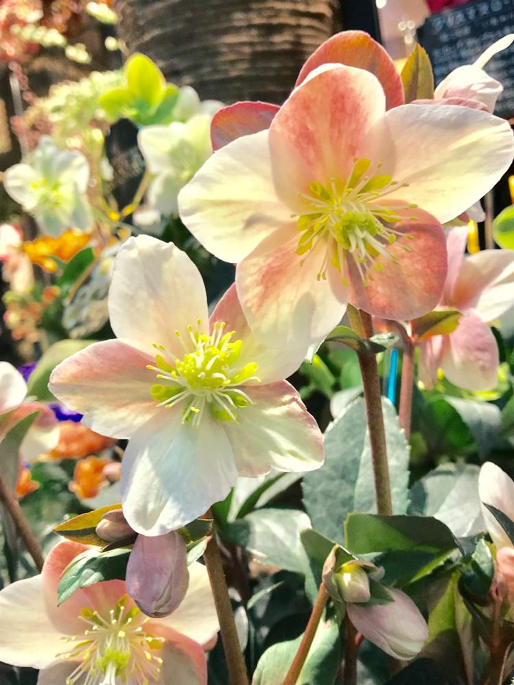 エクステリアの画像 by ⭐️コーンフラワー⭐️さん | エクステリアとクリスマスローズとグラデーションと冬の花とGS映えと花のある暮らしとかわいいな♡と癒されるとグリーンとピンク
