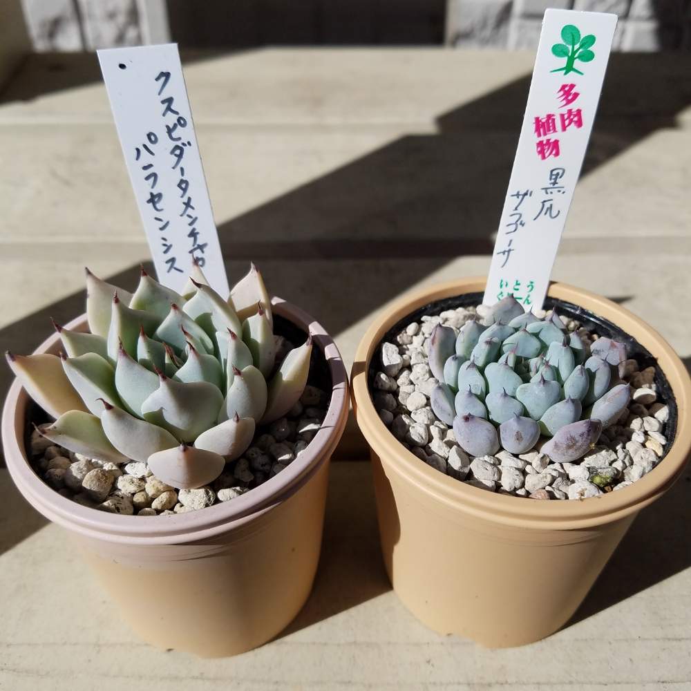 棚の画像 by まなぶさん | 棚と黒爪ザラゴーサとクスピダータ メンチャカとオトメンズと多肉植物と多肉男子と植物のある暮らしと多肉大好きとパキポンとファーマーズ三郷と植欲旺盛と植中毒と今日の一枚とエケベリア属と埼玉タニラー