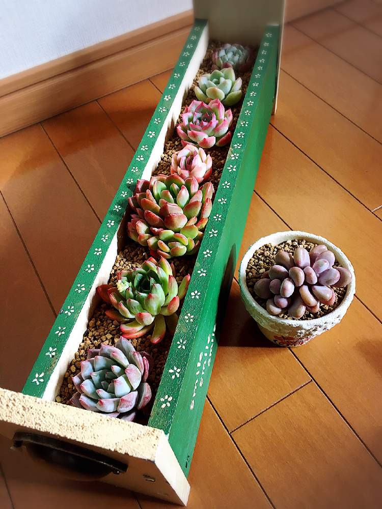 部屋の画像 by まかろんさん | 部屋と全国オヤジ連合会No.11とHTCと植物のある暮らしとうつくしま福島と手作り木箱と多肉大好きと今日も笑顔でとピンク❤︎ピンクとキュンキュン乙女倶楽部No.58とlierさん苗とたに倶楽部と『冬だって多肉』フォトコンテストと素敵な出会いに感謝とがんばろう福島と笑顔になれる♪と花のある暮らしと被災地にエールを…。とかわいいな♡とlier多肉フェスティバルと多肉寄せ植えとアメジスチナム